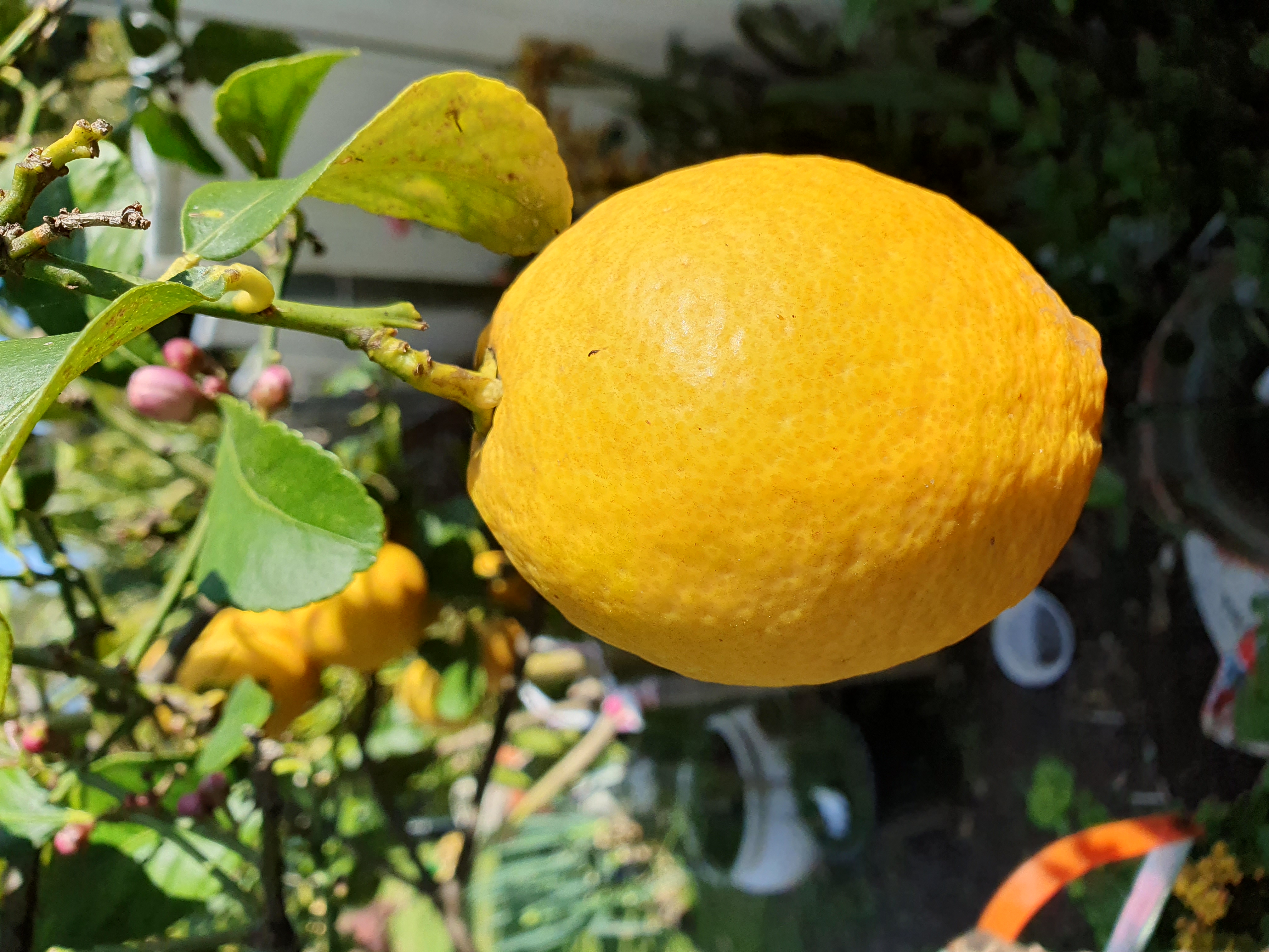 Lemon tree in back yard