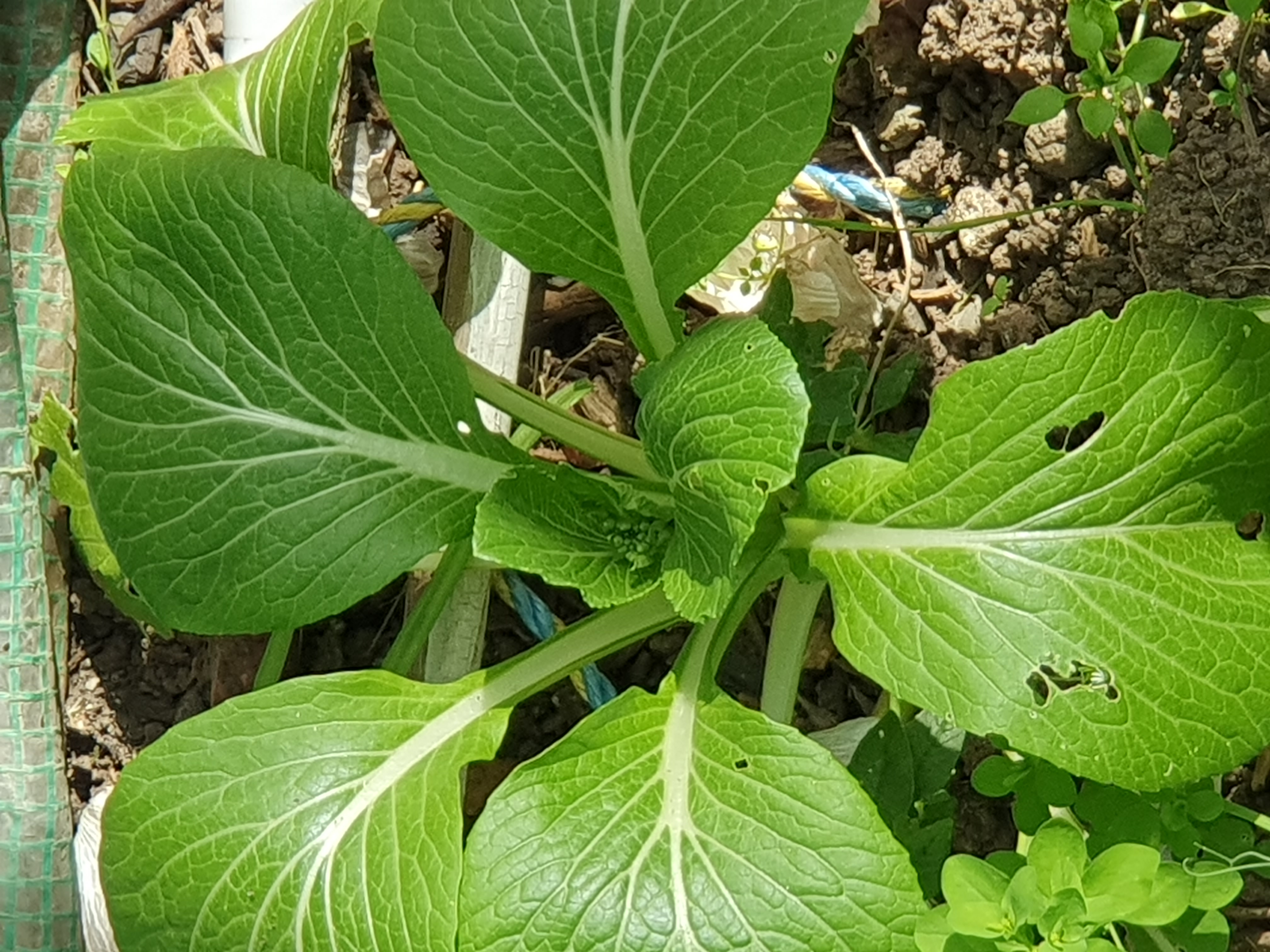 Cabbage 
