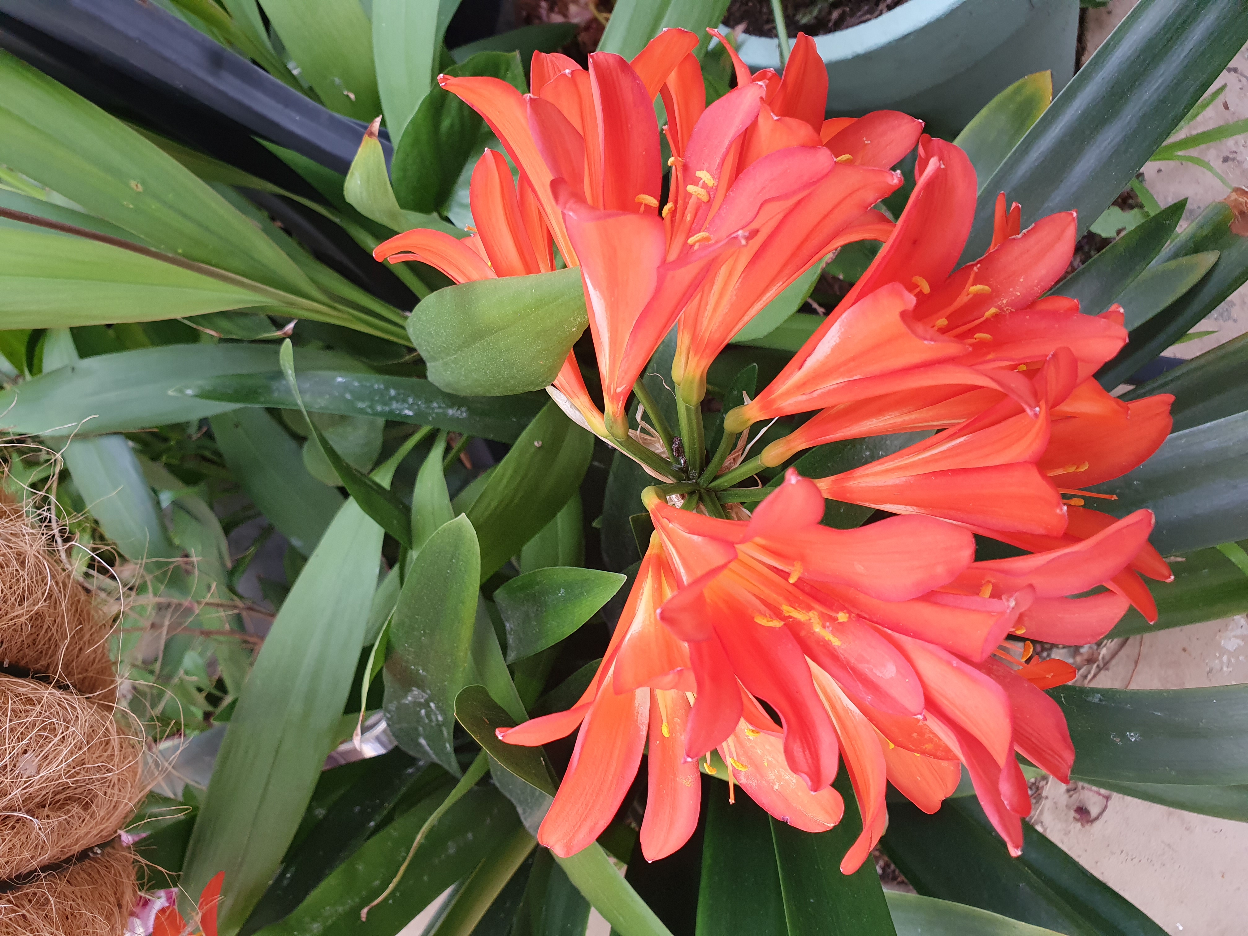 In our garden