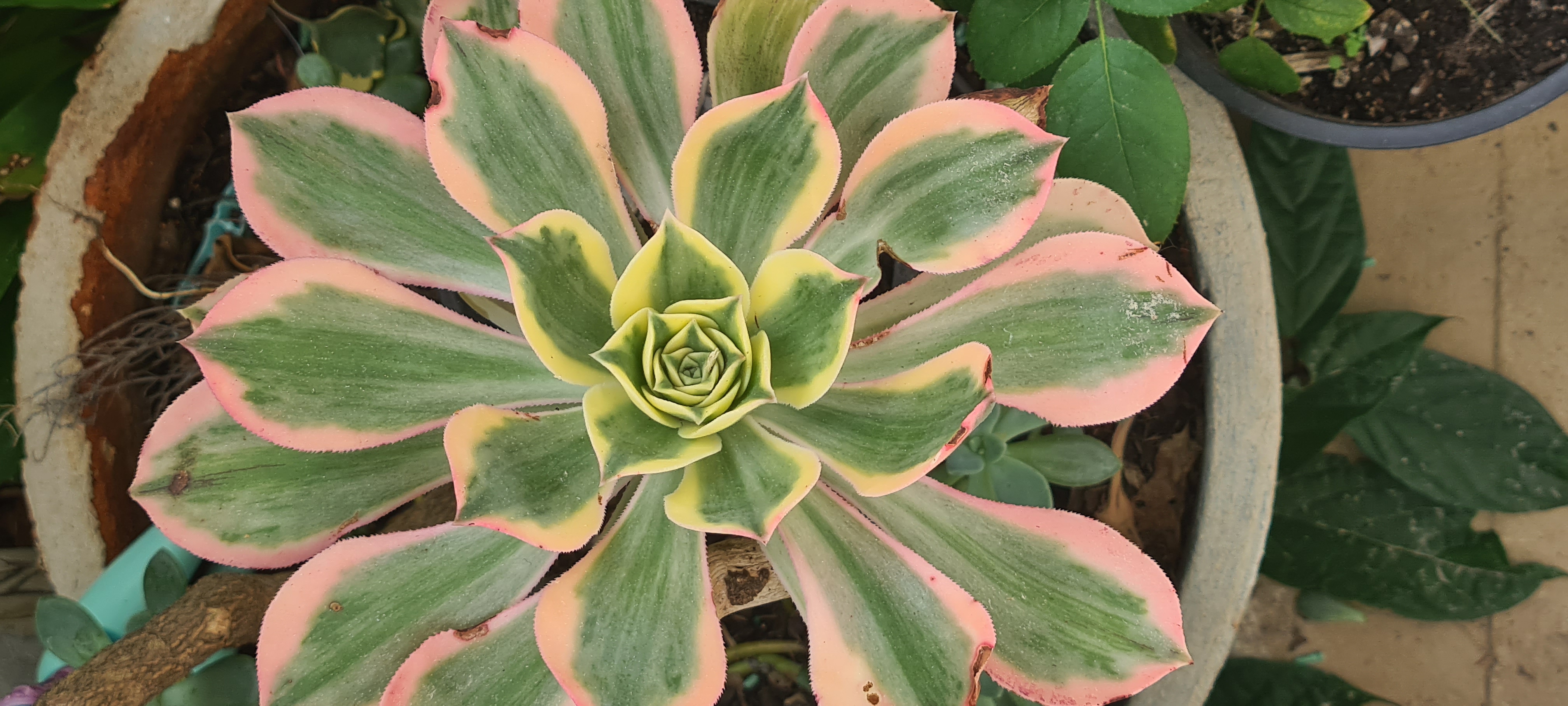 Home flower 1