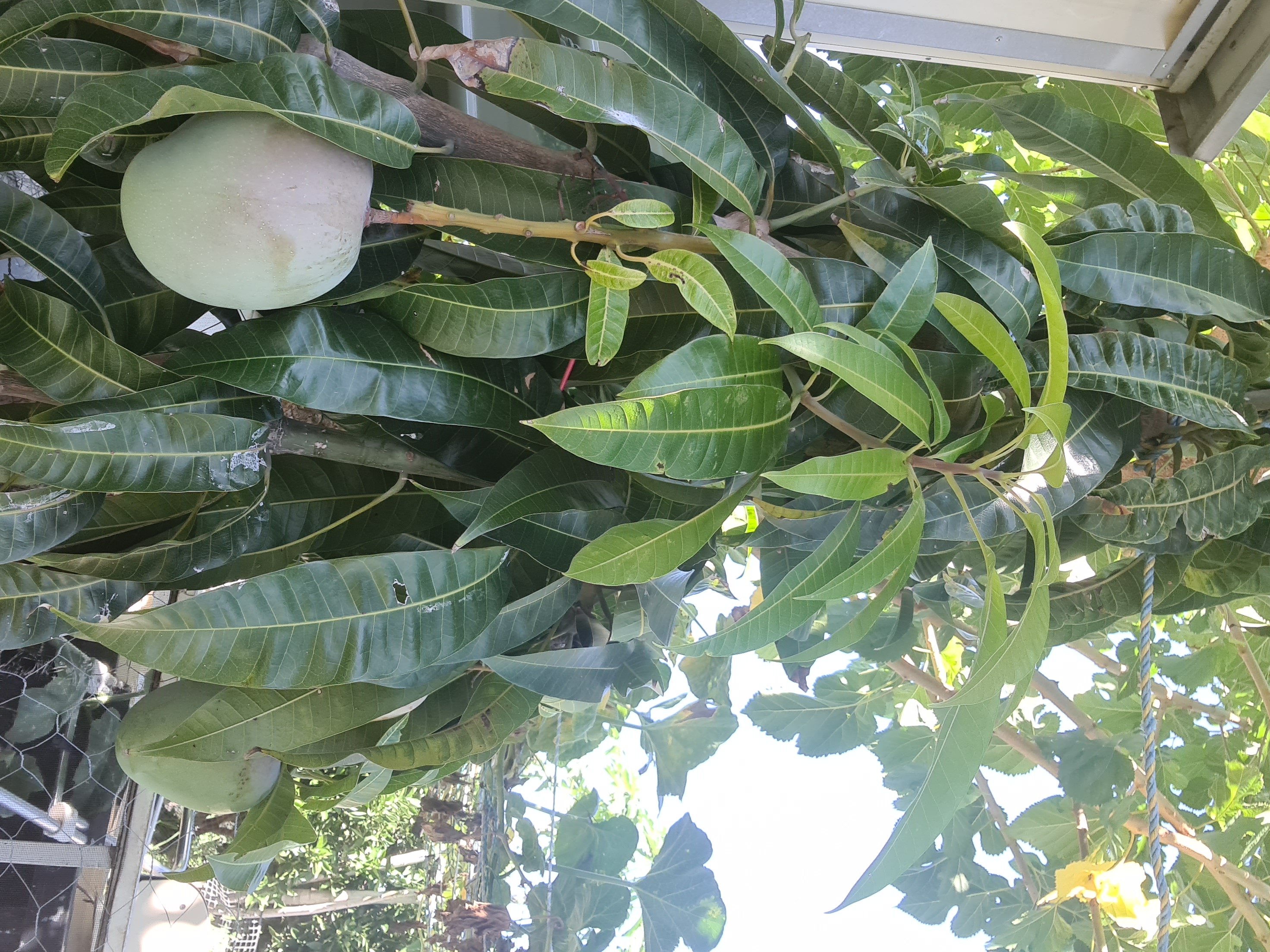 First fruit