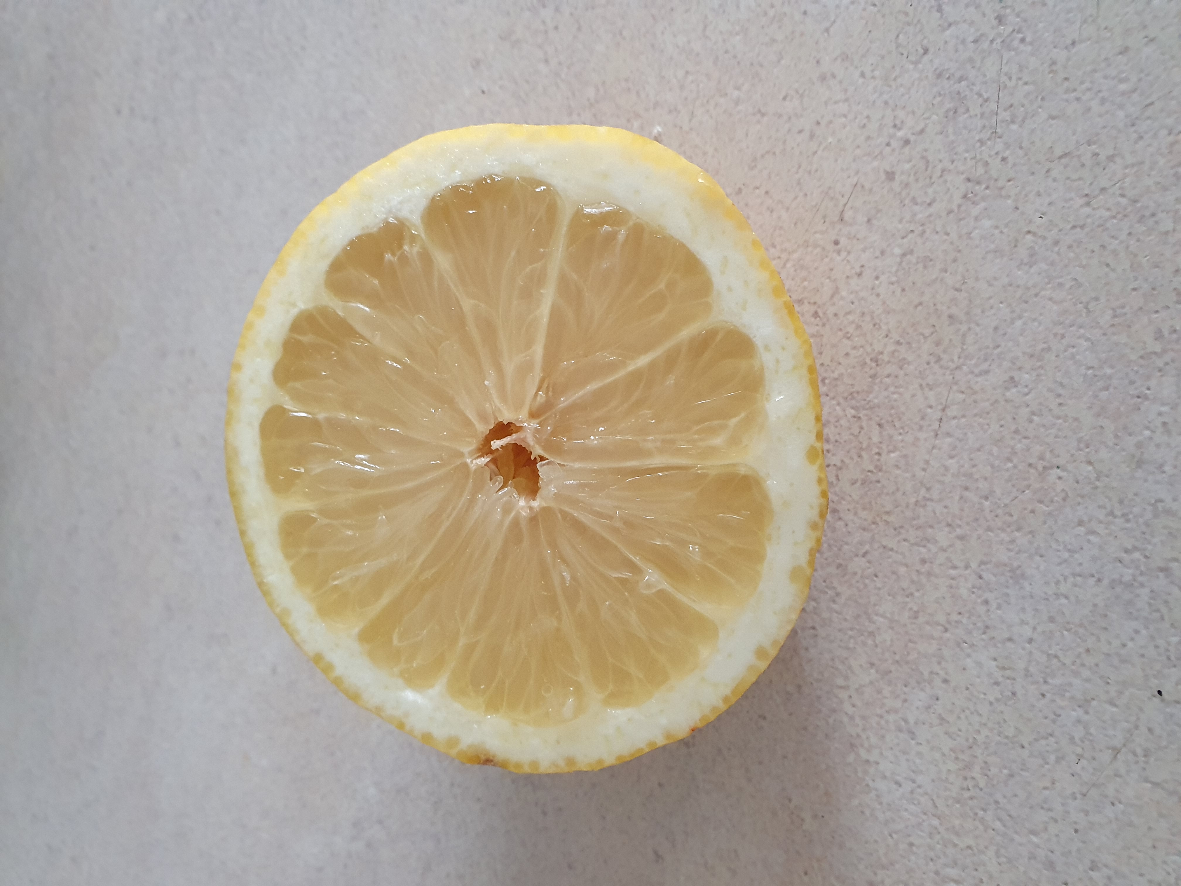 Lemon tree in back yard